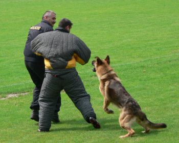 Mistrovstv� Policie �R - ilustra�n� foto