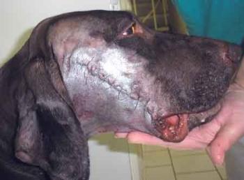 Fenka oha�e pot�ebuje pomoc