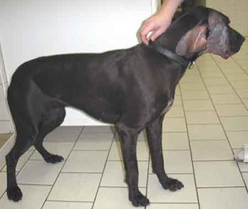 Fenka oha�e pot�ebuje pomoc