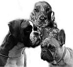 Oblastn� v�stava ps� Sta�kov 2012