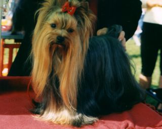 CH. Acassius Yoko Vekdan - zv�� obr�zek