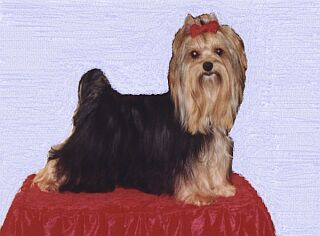 Noony Blue �lut� �eka