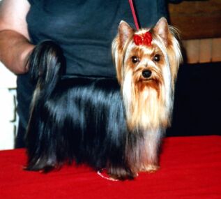 Winner �lut� �eka